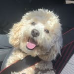 douglas bear - @mrdoogiebear - Instagram