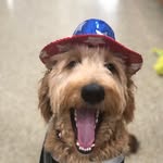 Douglas Bear🐻🐾 CGC - @douglas.the.dood - Instagram