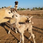 Douglas Bearmar - @papa.llama - Instagram