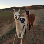 Douglas Bearmar - @blkmtnllamas - Instagram