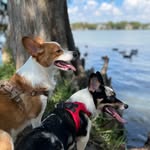 Douglas & Benjamin - @douglas.benny.thecorgis - Instagram
