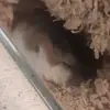Douglas Benjamin - @douglas.benjamin - TikTok