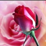 Douglas benson - @dougbel6231 - Instagram