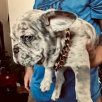 Douglas Bentley & Frederick Milton - @thefrenchietoasts - Instagram