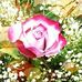 Douglas Book Of Poetry - Facebook