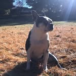 B.B. 🐶 🐾 - @bb_douglas_brantley - Instagram