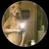 douglas JUSUE - @douglas.chinchill1 - TikTok