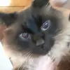 user014350 - @douglas_coolcat - TikTok