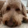Douglas the doodle🐶 - @douglascorn - TikTok