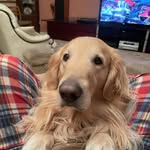 Douglas Coronel - @dougie.flatcoat - Instagram