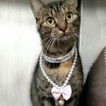 Douglas County Animal Shelter - @douglascountyanimalshelter - Instagram