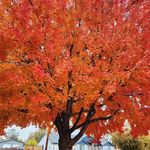 Jessica Douglas Croft - @hdmom - Instagram
