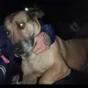 Douglas the Rez dog 🐶 🐾 - @douglasdarezdog.w - TikTok