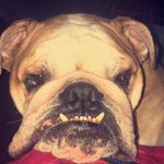 Douglas_Dawson - @dudleydthebulldog - Instagram