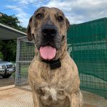 Douglas Dawson - @dougthedogdawson - Instagram
