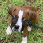 Douglas Dear - @theboxerdoug - Instagram