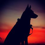 Dudley Douglas - @dudley.douglas.k9 - Instagram