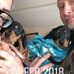 triple D’s - @douglasdudleymini_dachshunds - Instagram