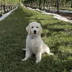 Douglas Ernst - @calinafarmgoldens - Instagram