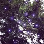 Sarah Douglass Home for Wayward Squirrels & Bugs - @friendsofsarahdouglass.diy - Instagram