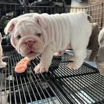 Douglas Gentle - @douglasgentle - Instagram