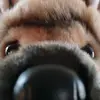 +that_douglas_girl+ - @douglas_dog_lover_ - TikTok