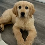 Douglas | the golden retriever - @douglasthegoldenretriever - Instagram
