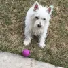 Abby_the_Westie - @douglashambly - TikTok