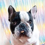 Douglas Timmy Hugo - The Frenchie 🐾 - @hihellohugo - Instagram