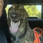 Douglas Langley - @irishdougthegrey - Instagram