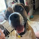 douglas lecompte - @dailydougdoug - Instagram