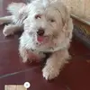 coco - @douglasleiva - TikTok