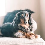 Douglas Lenz - @douglas_the_dachshund_ - Instagram