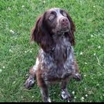 Douglas Malone - @douglasthespaniel - Instagram
