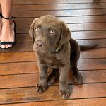 Douglas J Marriott - @dougiechocolatelab - Instagram