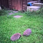 Shane Douglas Marriott - @shanedouglasmarriott - Instagram