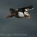 Douglas Mcfarlane Wildlife Photography - Facebook