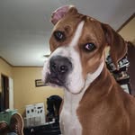 Douglas Morehead - @moreheaddouglas - Instagram