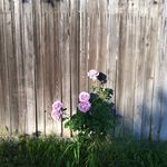 Andrea Parham-Douglass - @parhamdouglass - Instagram