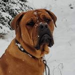Douglas Peel - @douglas_mastweiler - Instagram