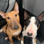 Douglas & Polly - @douglas.polly.minibull - Instagram