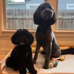 Prince Douglas & Posey Rye - @princeandposey - Instagram