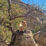 Douglas Mahogany And Olive Rex - @southwest_puggles - Instagram