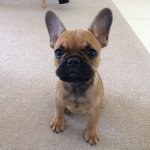 Douglas Trang - @douglas_aka_dougysaurus_rex - Instagram