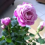 Douglas Rico - @douglasrico1943 - Instagram