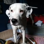 Douglas Rodebaugh - @douglasrodebaugh - Instagram