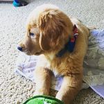 Douglas Rodgers Thomas - @dougie_the_golden_dog - Instagram