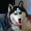 Douglas Rodriguez - @douglas.rodriguez509 - TikTok