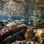 Douglas Roe - @dougsunderwaterphotography - Instagram