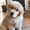 Little golden retriever milk - @douglas.rogers88 - TikTok